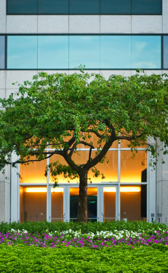 Commercial landscaping tree